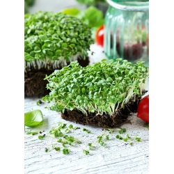 Microgreens - Bazylia zielona - młode listki o unikalnym smaku - 1 kg