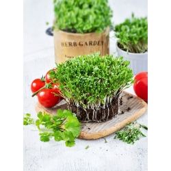 Microgreens - Kolendra siewna - młode listki o unikalnym smaku - 100 gram