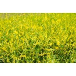 Nostrzyk lekarski żółty - roślina miododajna - 100 gram