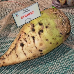 Burak pastewny jednokiełkowy Syriusz - nasiona otoczkowane - 0,25 kg