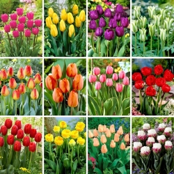 Zestaw XL - 60 cebulek tulipanów, kolekcja 12 najpiękniejszych odmian
