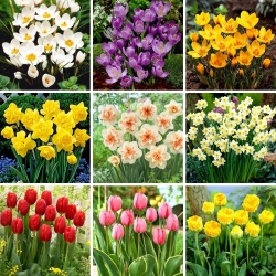 Zestaw L - 60 cebulek kwiatów wiosennych, kolekcja 9 najpiękniejszych odmian