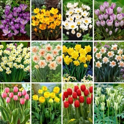 Zestaw XXL - 160 cebulek kwiatów wiosennych, kolekcja 12 najpiękniejszych odmian