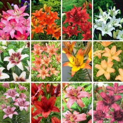Zestaw XL - 12 cebul lilii azjatyckiej, kolekcja najpiękniejszych odmian