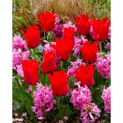 Zestaw - tulipan czerwony i hiacynt różowy - 40 szt.