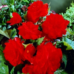 Begonia podwójna (pełna) - czerwona - 2 bulwy