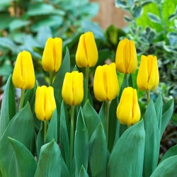 Tulipan Caractere - 50 szt.