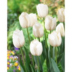 Tulipan biały - White - 5 szt.