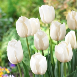 Tulipan biały - White - 5 szt.
