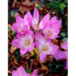 Zimowit Lilac Wonder - piękne liliowe kwiaty - 1 cebula