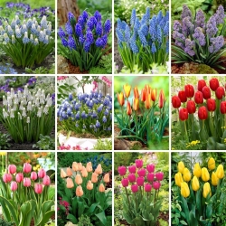 Zestaw XL - 90 cebulek szafirków i tulipanów - kolekcja 12 najciekawszych odmian