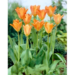Tulipan Orange Emperor - 5 szt.