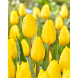 Tulipan Strong Gold - duża paczka! - 50 szt.