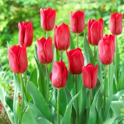 Tulipan Strong Love - duża paczka! - 50 szt.