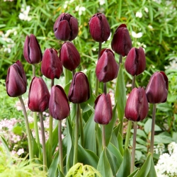 Tulipan Black Bean - 5 szt.