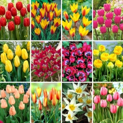 Zestaw XL - 60 cebulek tulipanów - kolekcja 12 najciekawszych odmian