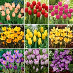 Zestaw L - 70 cebulek tulipanów i krokusów - kolekcja 9 najciekawszych odmian