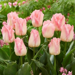 Tulipan Pink Dream - duża paczka! - 50 szt.