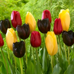Wiosenne szczęście - 45 cebulek tulipanów - kompozycja 3 odmian
