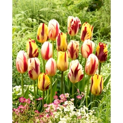 Zestaw 3 odmian cebulek tulipanów - Kompozycja odmian Helmar, Grand Perfection i Carnaval de Rio - 45 szt.