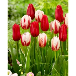 Zestaw 2 odmian cebulek tulipanów - Kompozycja odmian Carnaval de Rio i Ile de France - 50 szt.