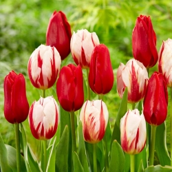 Zestaw 2 odmian cebulek tulipanów - Kompozycja odmian Carnaval de Rio i Ile de France - 50 szt.