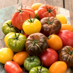 Pomidor - mieszanka odmian do uprawy w gruncie