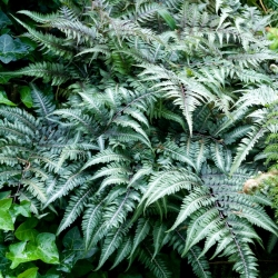 Paproć ogrodowa - Athyrium niponicum - Wietlica japońska - duża paczka! - 10 szt.