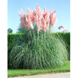 Trawa pampasowa - Różowa - 156 nasion