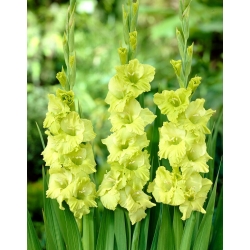 Gladiolus - Mieczyk Green Star - 5 cebulek