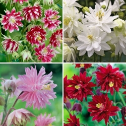 Sadzonki orlików - zestaw 4 odmian kwiatów