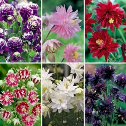 Sadzonki orlików - zestaw 6 odmian kwiatów