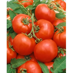 Pomidor Baron F1- do uprawy pod osłonami