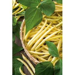 BIO Fasola szparagowa karłowa Berggold - żółta - Certyfikowane nasiona ekologiczne