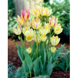 Tulipan Antoinette - GIGA paczka! - 250 szt.