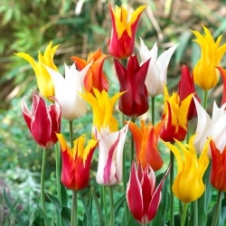 Tulipan liliokształtny mix - Lilyflowering mix - 5 szt.