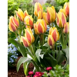 Tulipan City Flower - GIGA paczka! - 250 szt.