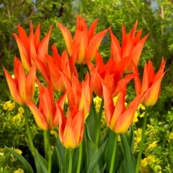 Tulipan Lilyfire - 5 szt.
