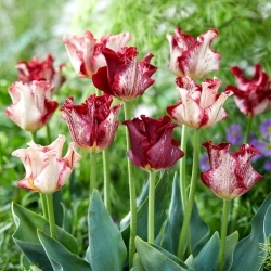 Tulipan Striped Crown - GIGA paczka! - 250 szt.