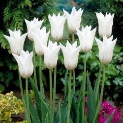 Tulipan White Triumphator - duża paczka! - 50 szt.