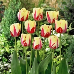 Tulipan World Expression - GIGA paczka! - 250 szt.