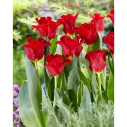 Tulipan Red Dress - duża paczka! - 50 szt.