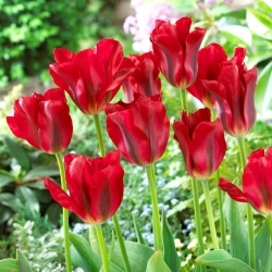Tulipan Red Springgreen - duża paczka! - 50 szt.