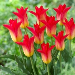 Tulipan Royal Gift - duża paczka! - 50 szt.