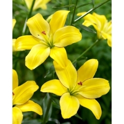 Lilia - Yellow Cocotte - bezpyłkowa, idealna do wazonu!