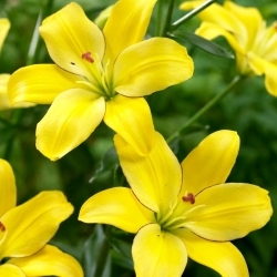 Lilia - Yellow Cocotte - bezpyłkowa, idealna do wazonu! - GIGA paczka! - 50 szt.