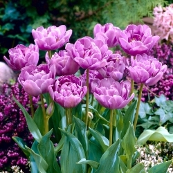 Tulipan Lilac Perfection - duża paczka! - 50 szt.