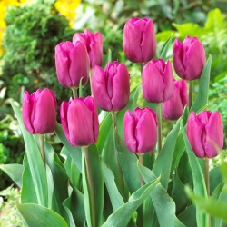 Tulipan Purple Prince - duża paczka! - 50 szt.