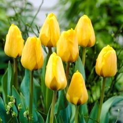 Tulipan Golden Apeldoorn - GIGA paczka! - 250 szt.