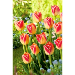 Tulipan Candy Corner - GIGA paczka! - 250 szt.
